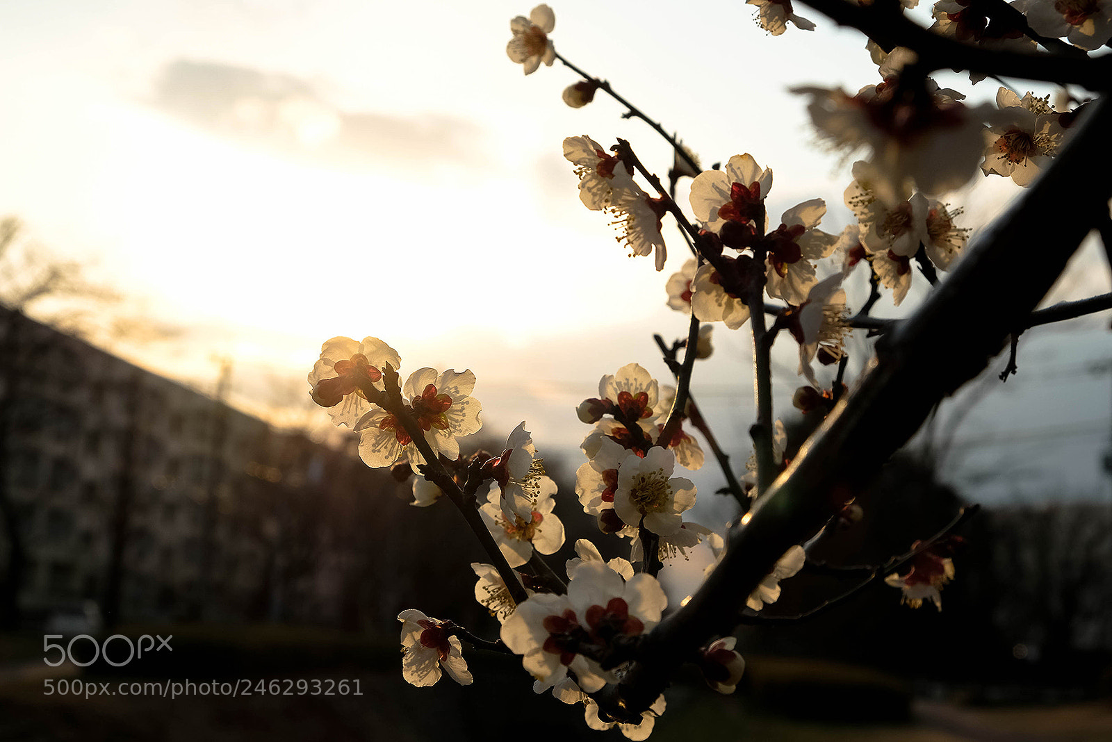 Fujifilm X-T2 sample photo. Higashimurayama tokyo photography