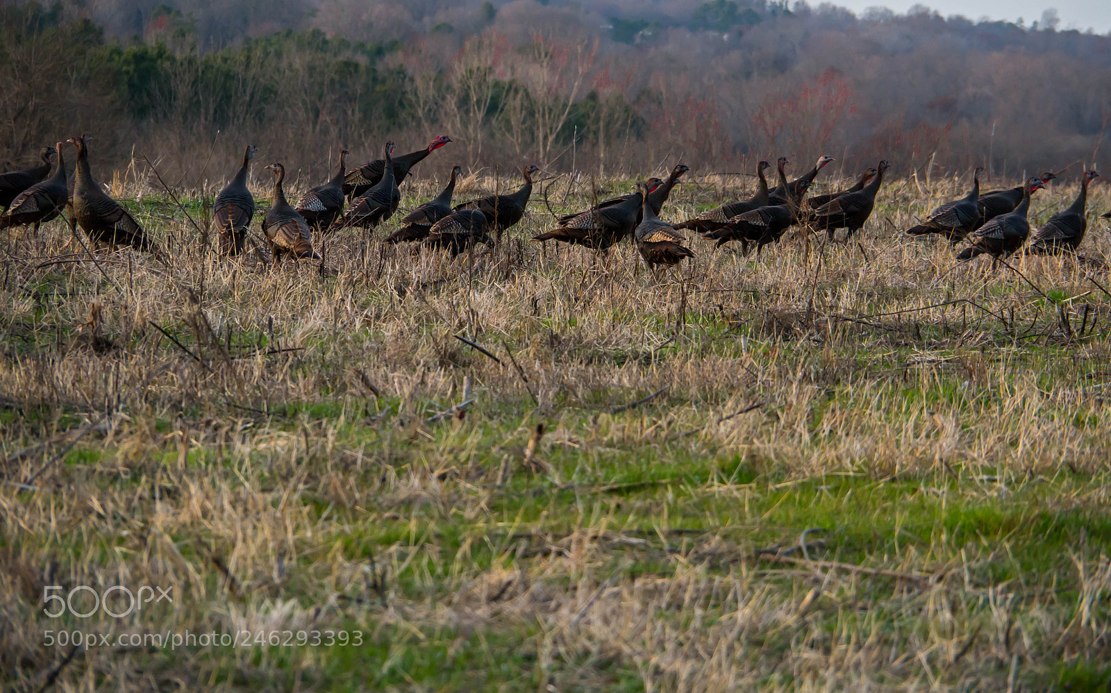 Panasonic Lumix DMC-G85 (Lumix DMC-G80) sample photo. A flock of wild photography