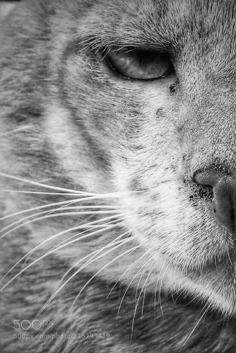 Apple iPhone 6 sample photo. Cat photography