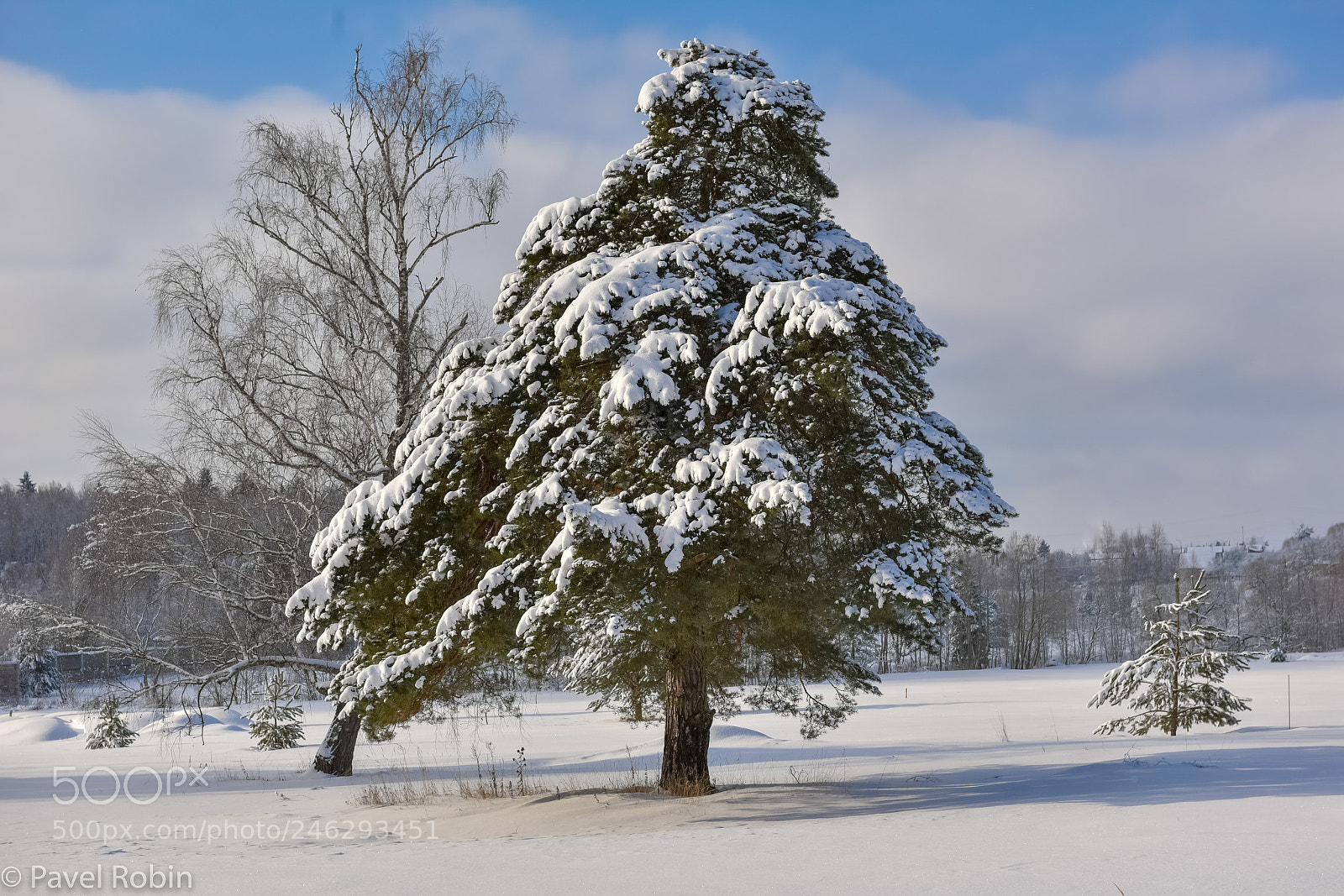 Nikon D810 sample photo. Pine photography