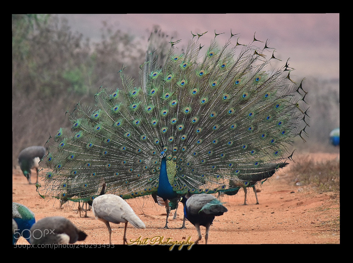 Nikon D7200 sample photo. Peacock photography