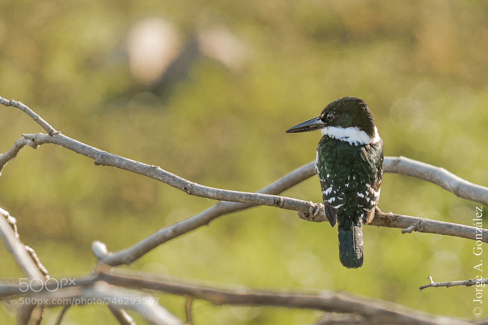 Canon EOS 7D Mark II sample photo. Green kingfisher photography