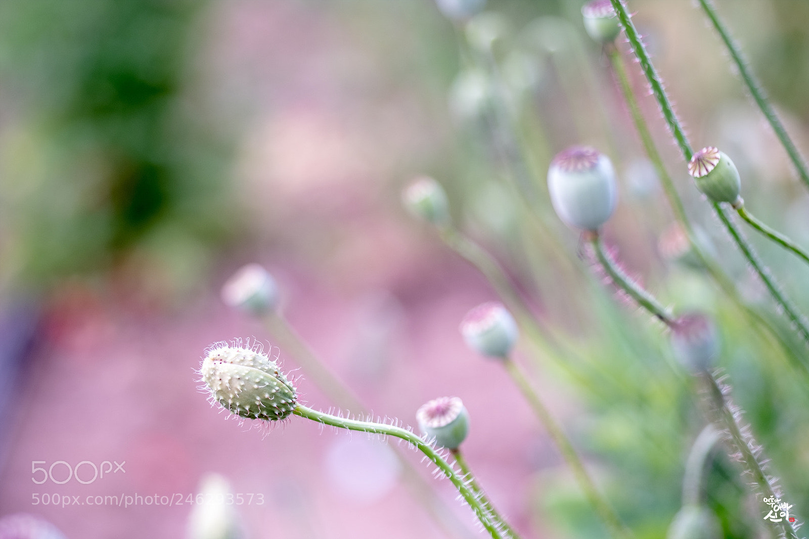 Fujifilm X-T2 sample photo. Before flowers photography