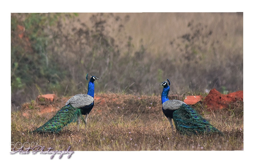 Nikon D7200 sample photo. Peacock photography