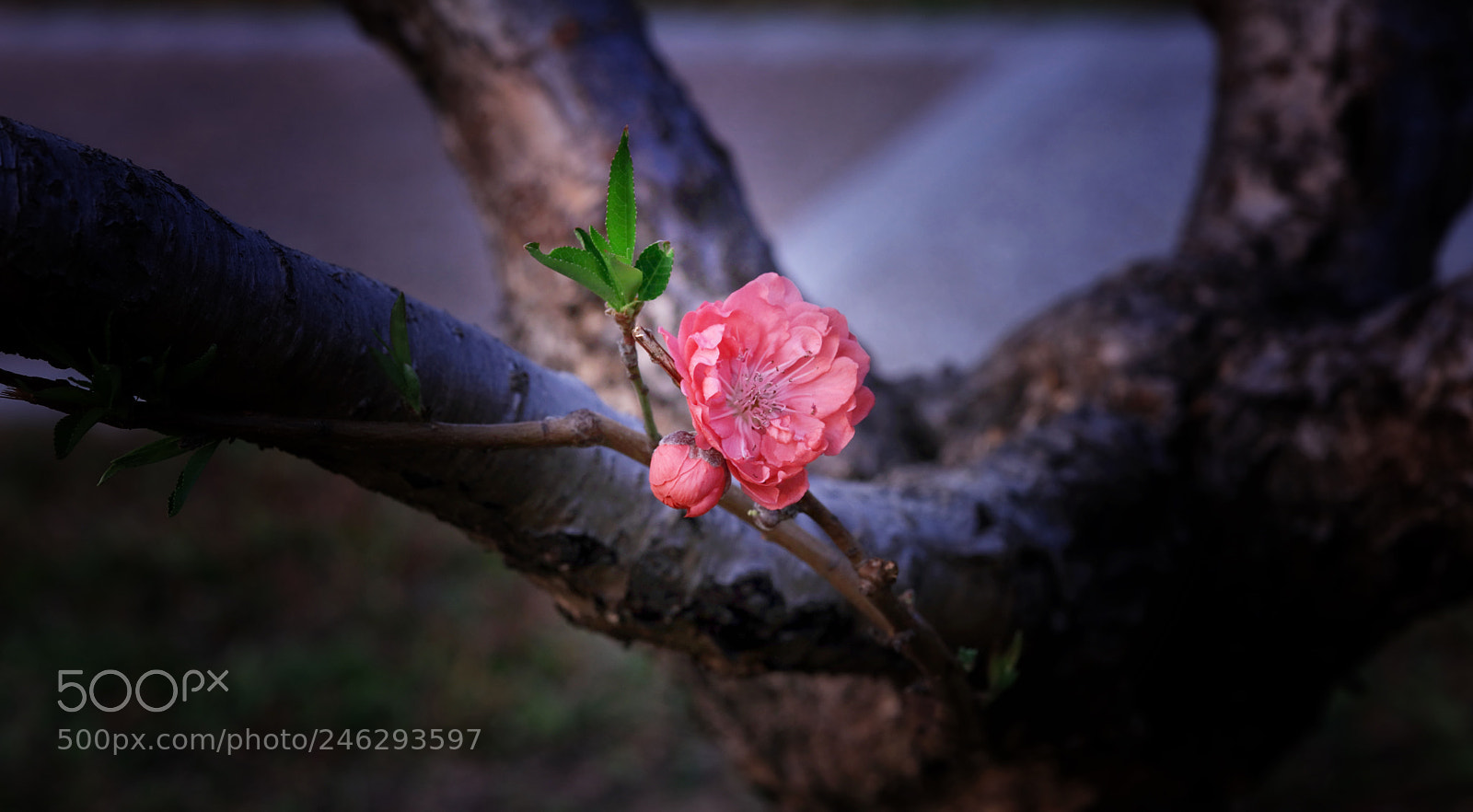 Canon EOS 5DS R sample photo. Snuggle photography