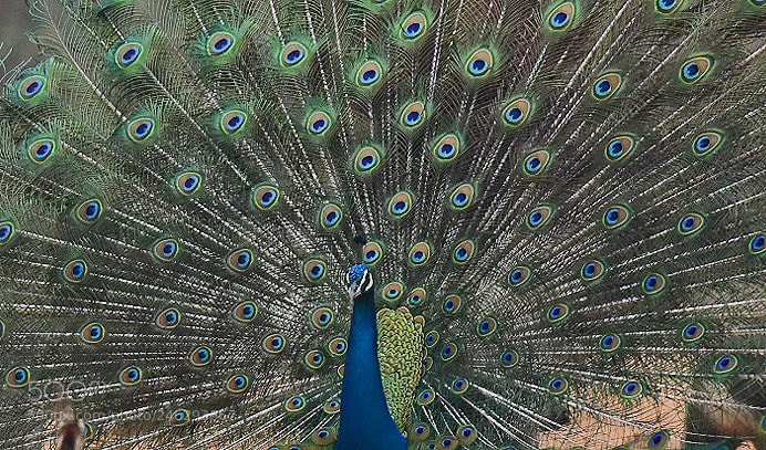 Nikon D7200 sample photo. Peacock photography
