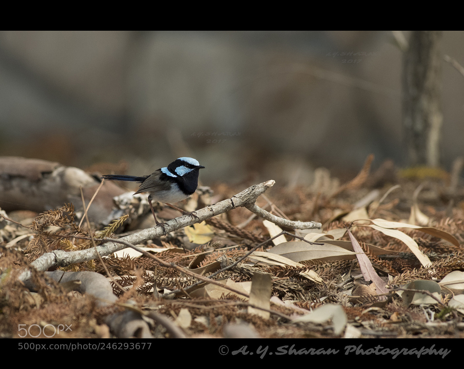 Pentax K-50 sample photo. Splendid fairy wren photography
