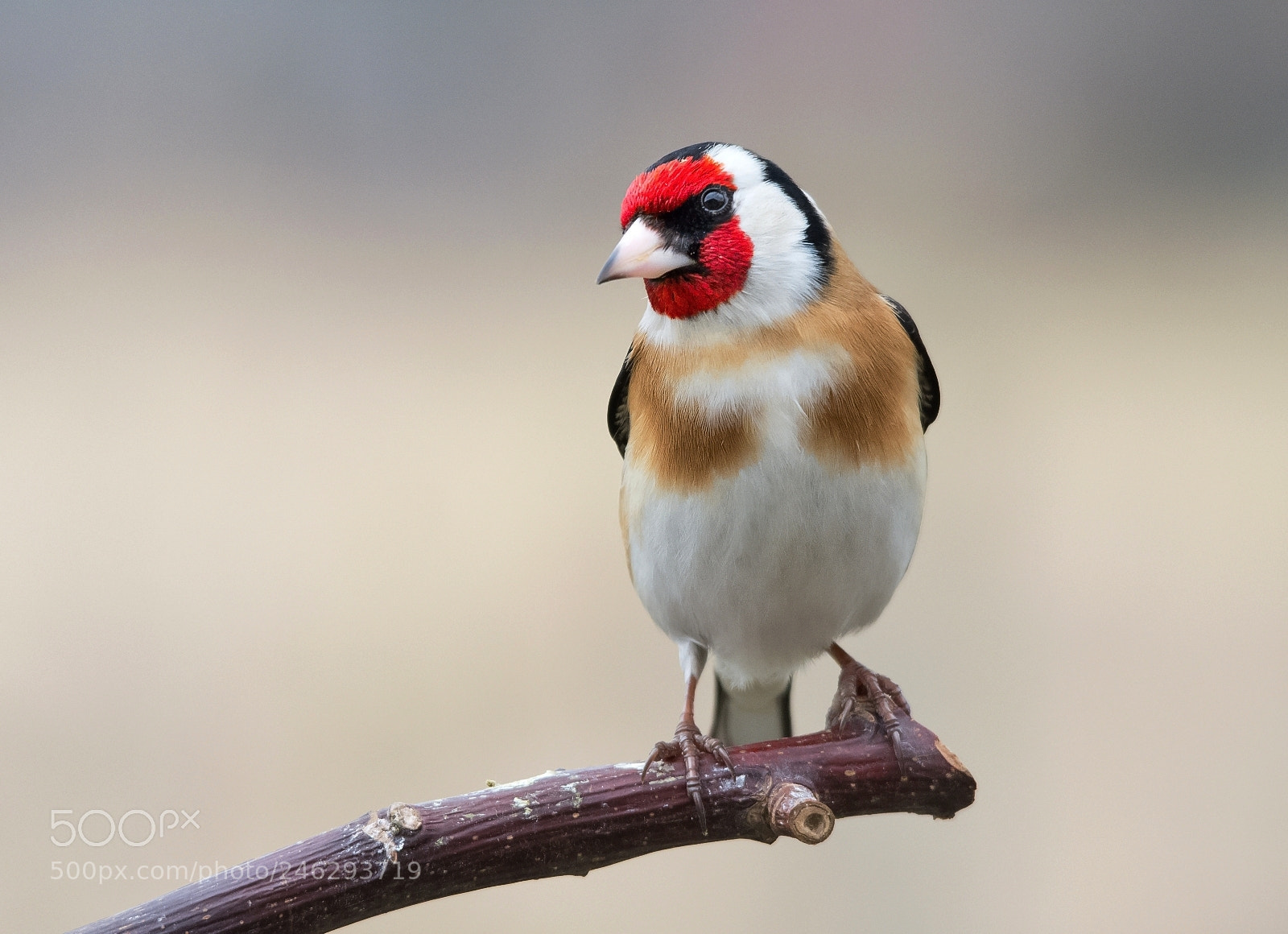Nikon D7200 sample photo. Goldfinch photography