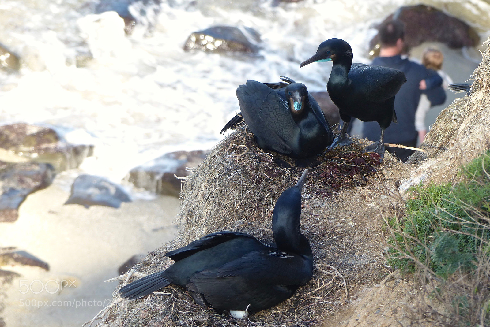 Panasonic Lumix DMC-FZ200 sample photo. Nests overlook the surf photography