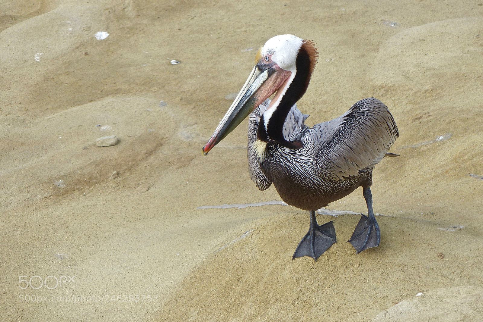 Panasonic Lumix DMC-FZ200 sample photo. Strutting proudly photography