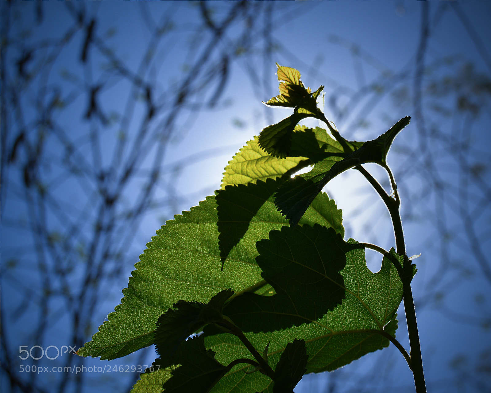 Nikon D3100 sample photo. Plant photography