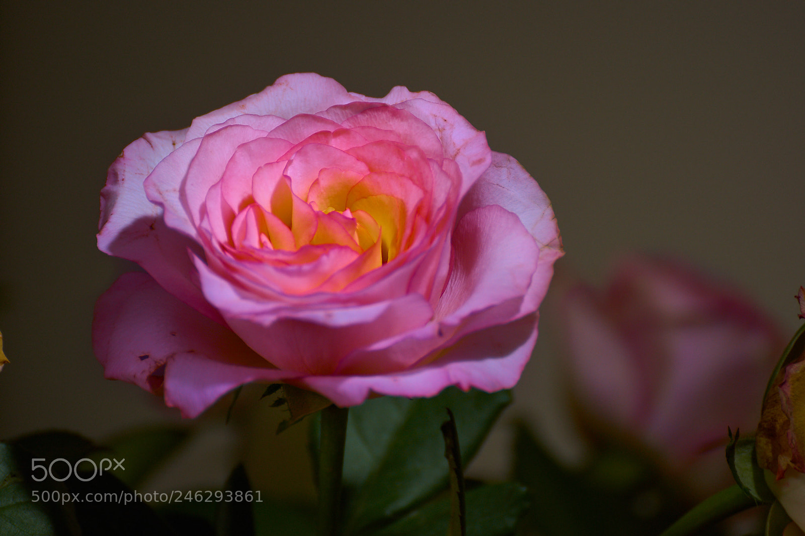 Sony SLT-A65 (SLT-A65V) sample photo. Rose photography