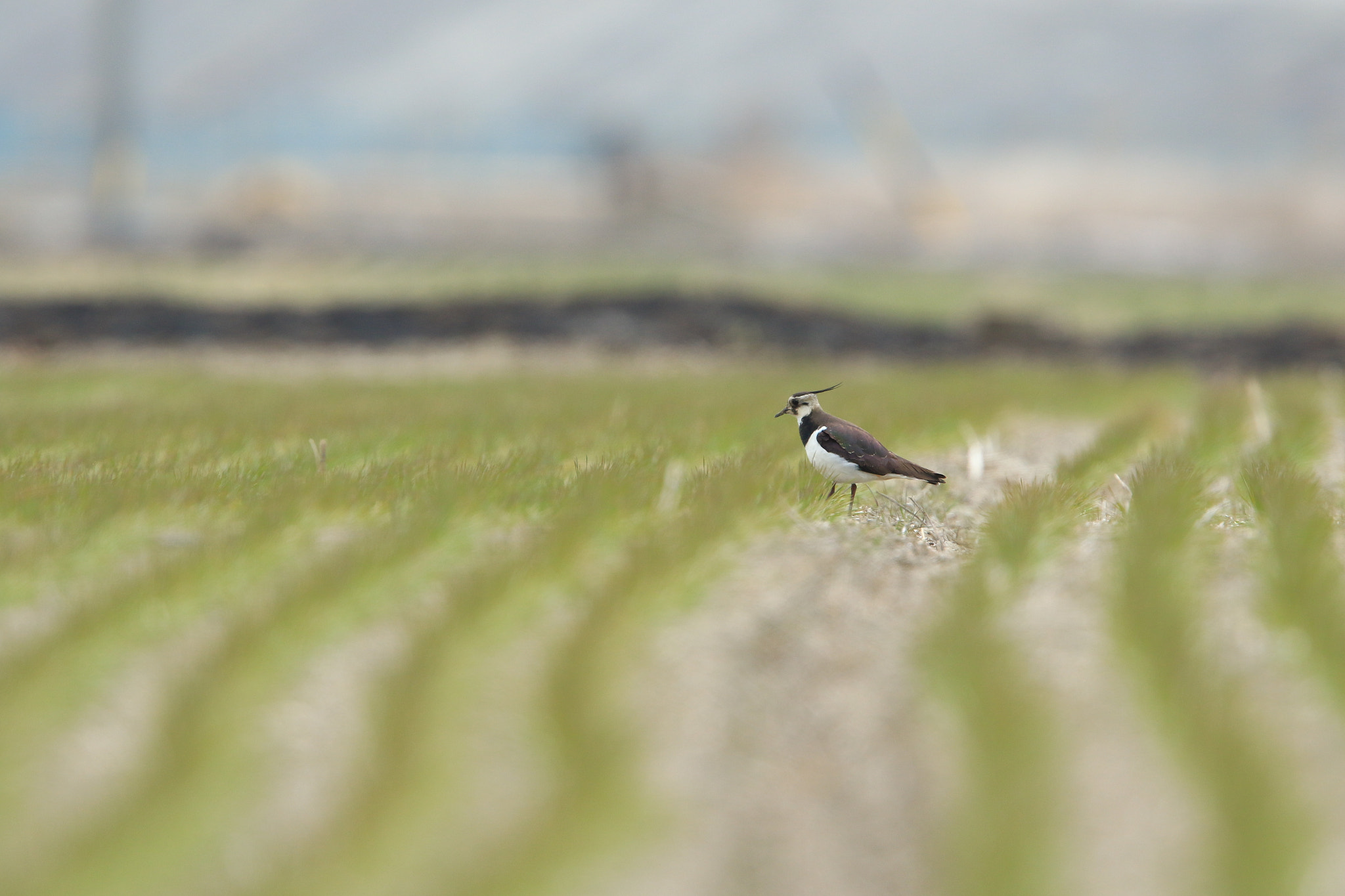 Canon EOS 7D Mark II + Canon EF 400mm F2.8L IS USM sample photo. Northern lapwing  タゲリ photography