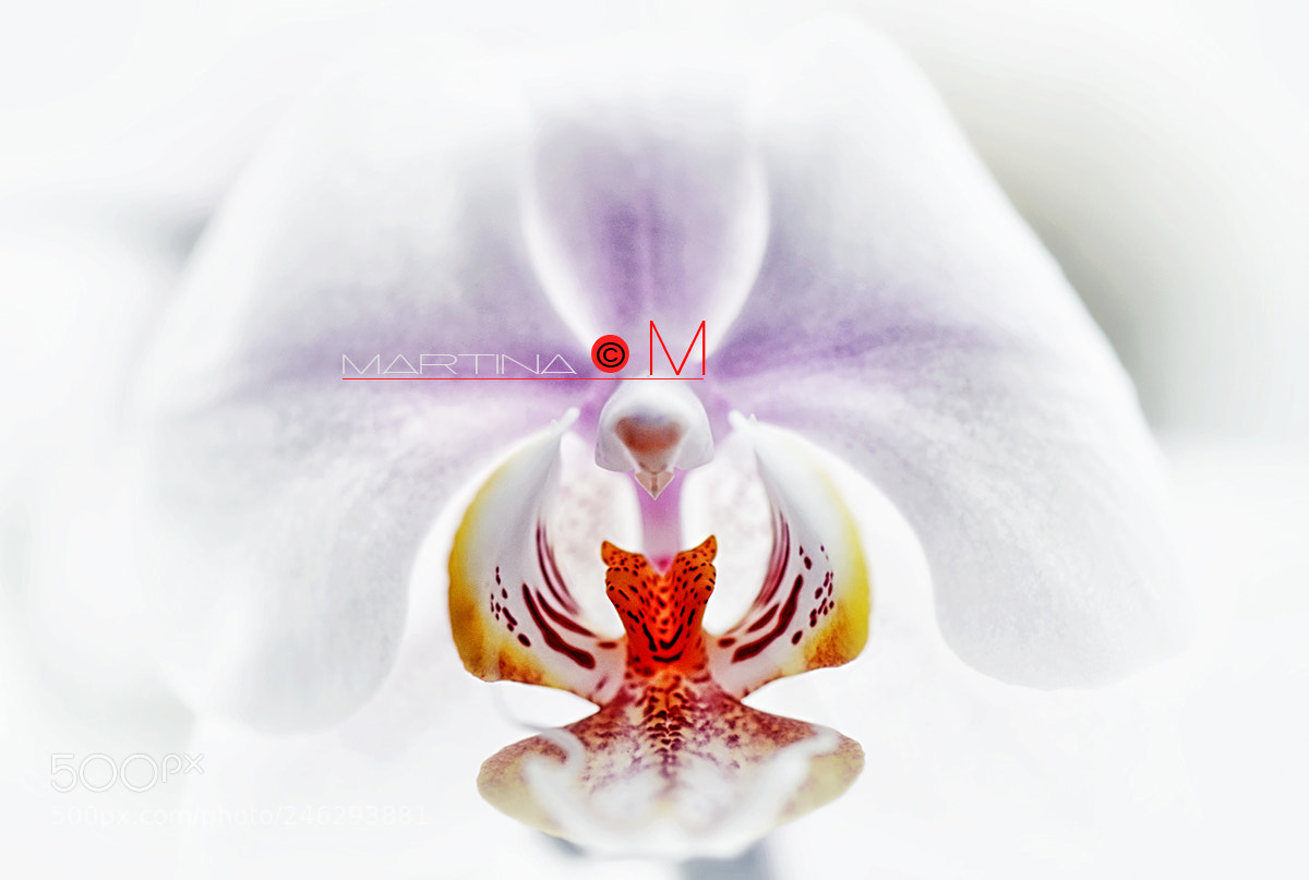 Nikon D610 sample photo. Orchidee photography