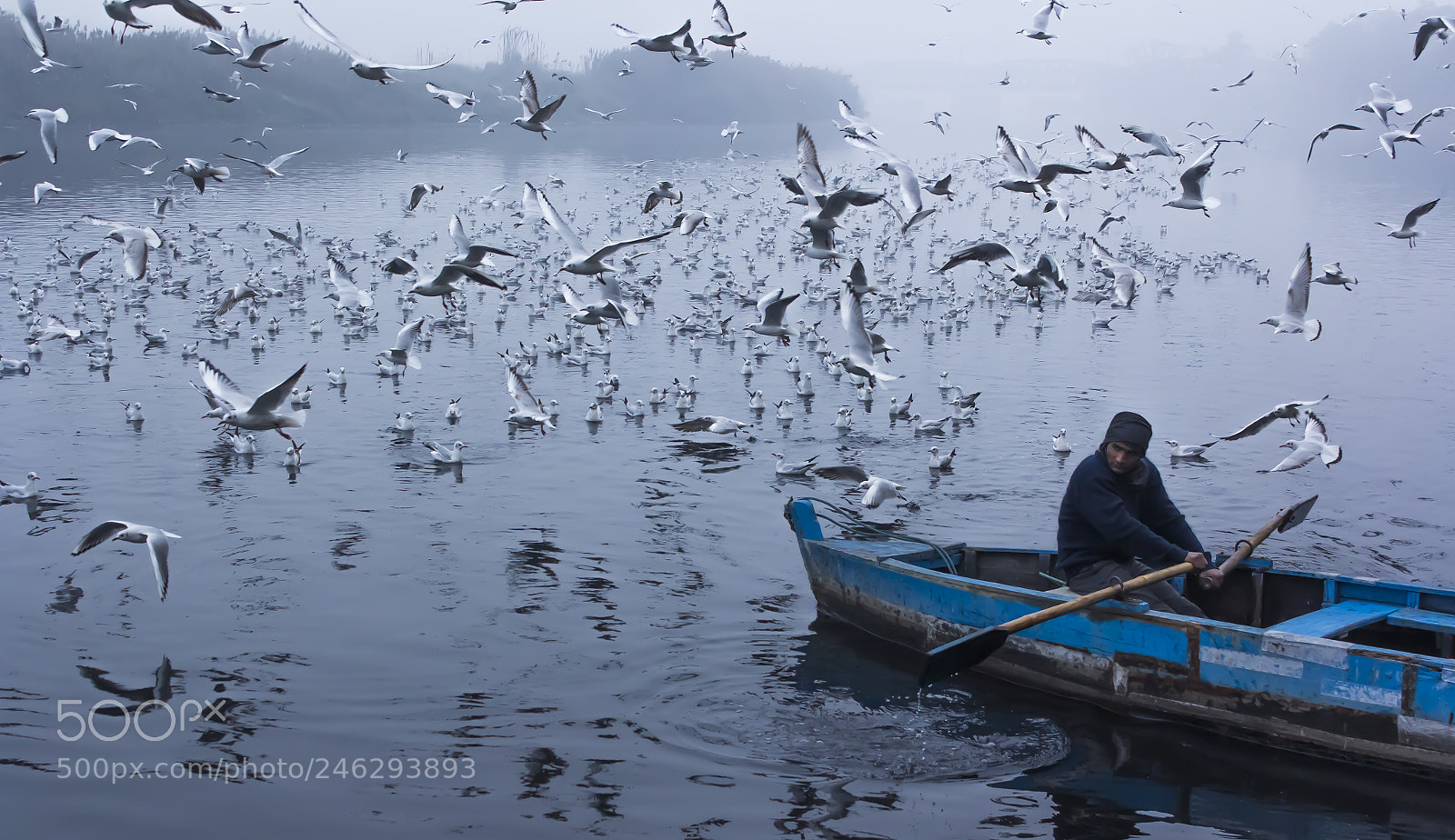 Canon EOS 60D sample photo. Siberian seagulls at yamuna photography