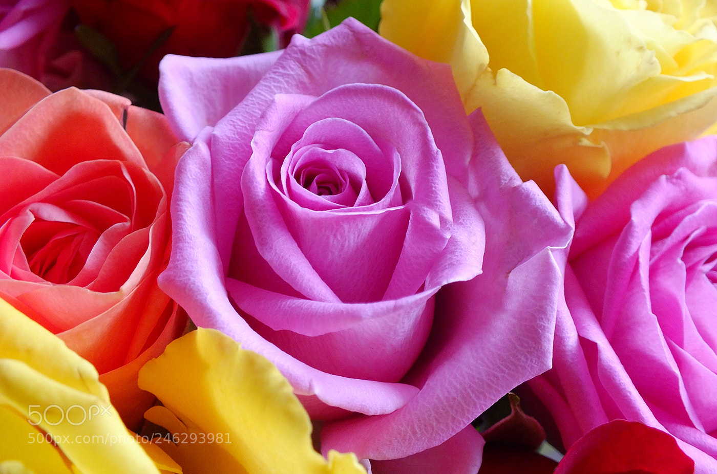 Fujifilm FinePix HS30EXR sample photo. ... beautiful roses !!! photography