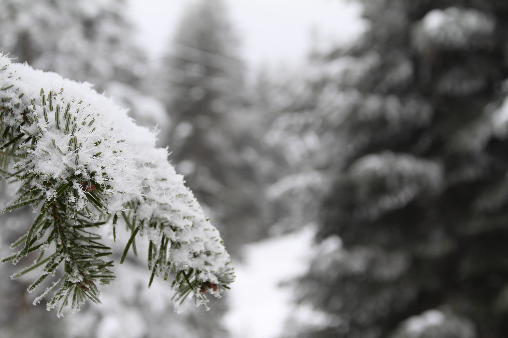 Canon EOS 700D (EOS Rebel T5i / EOS Kiss X7i) + Canon TS-E 90mm F2.8 Tilt-Shift sample photo. Winter is here photography