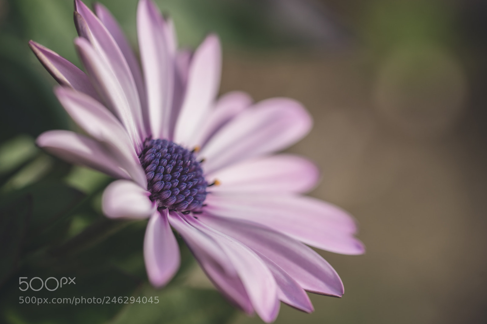 Sony a7 II sample photo. Osteospermum photography