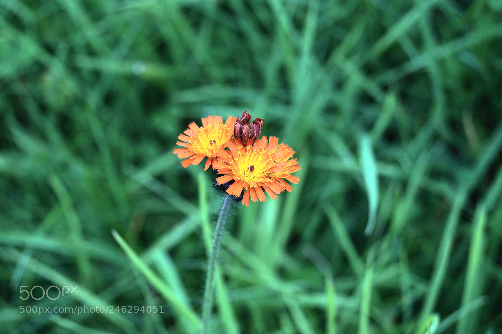 Sony SLT-A68 sample photo. Blume photography
