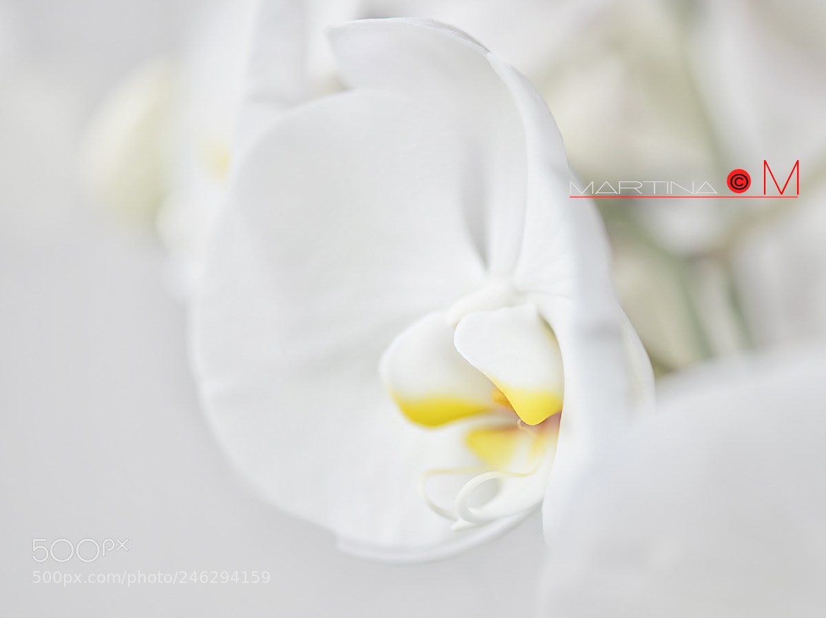 Nikon D610 sample photo. Orchidee photography