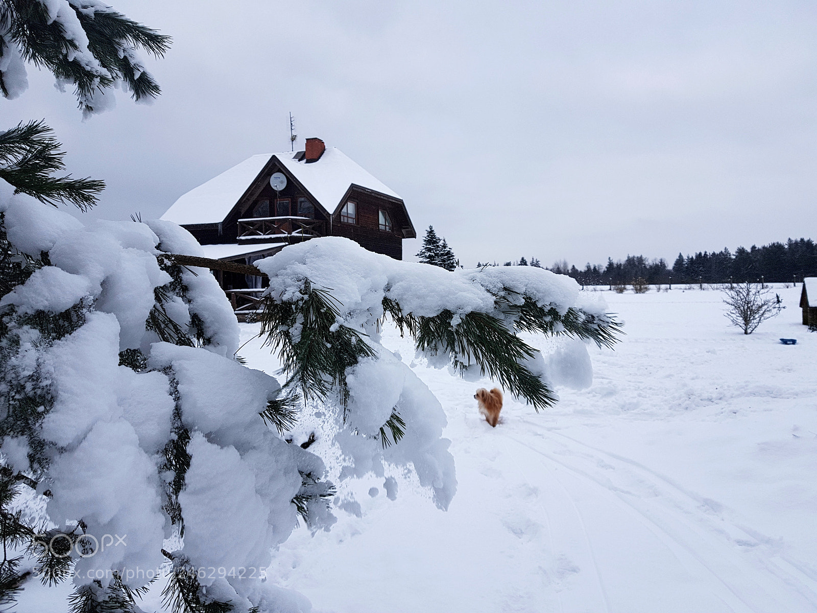 Samsung Galaxy S7 sample photo. Snowy pine photography