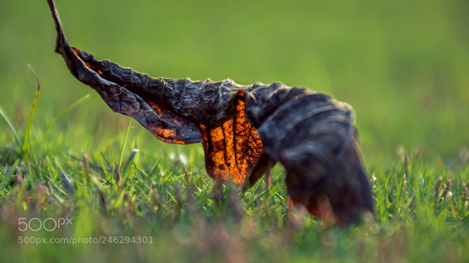 Nikon D7100 sample photo. Fallen/dead leaves photography