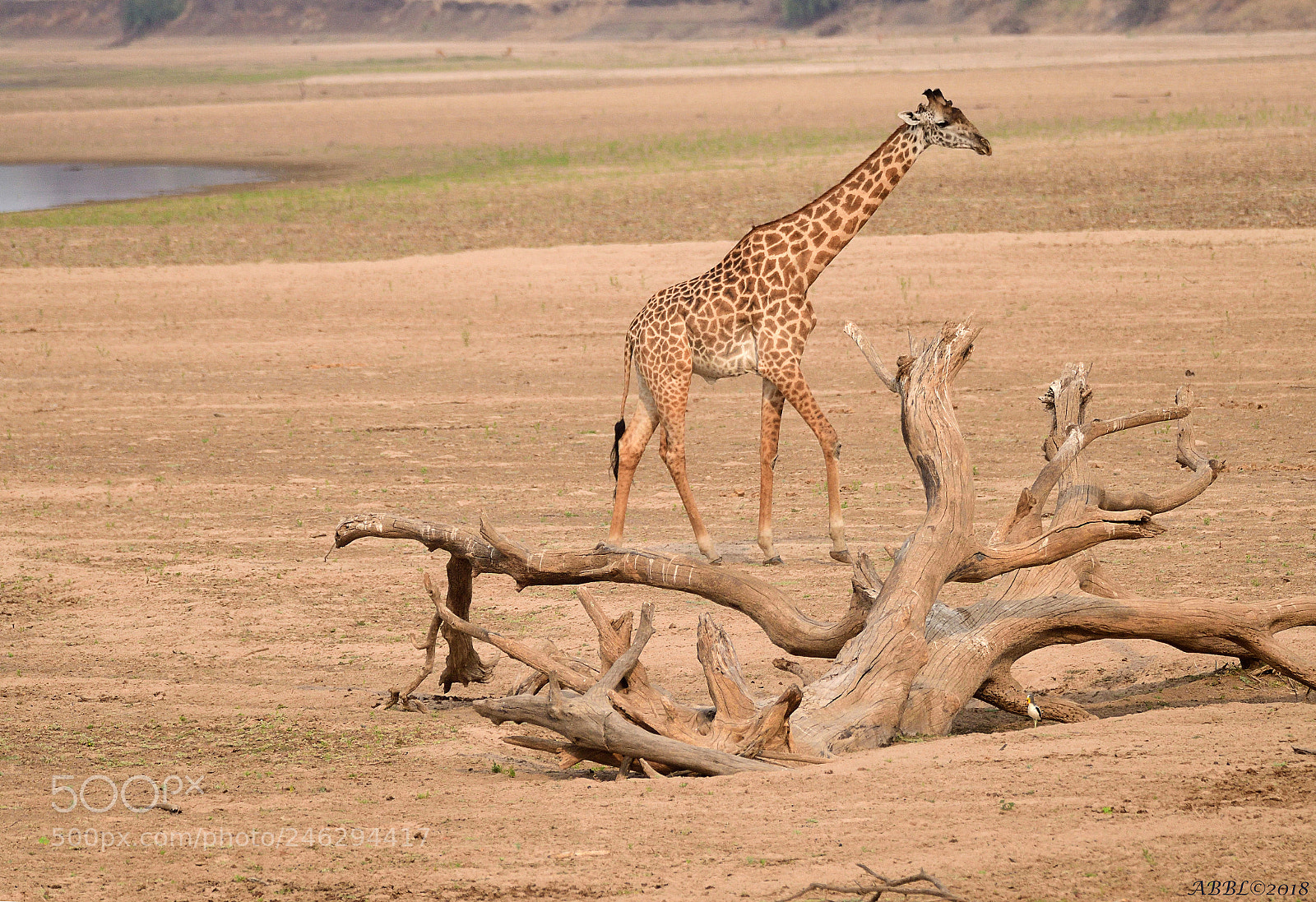 Nikon D500 sample photo. Walk on luangwa's coast photography
