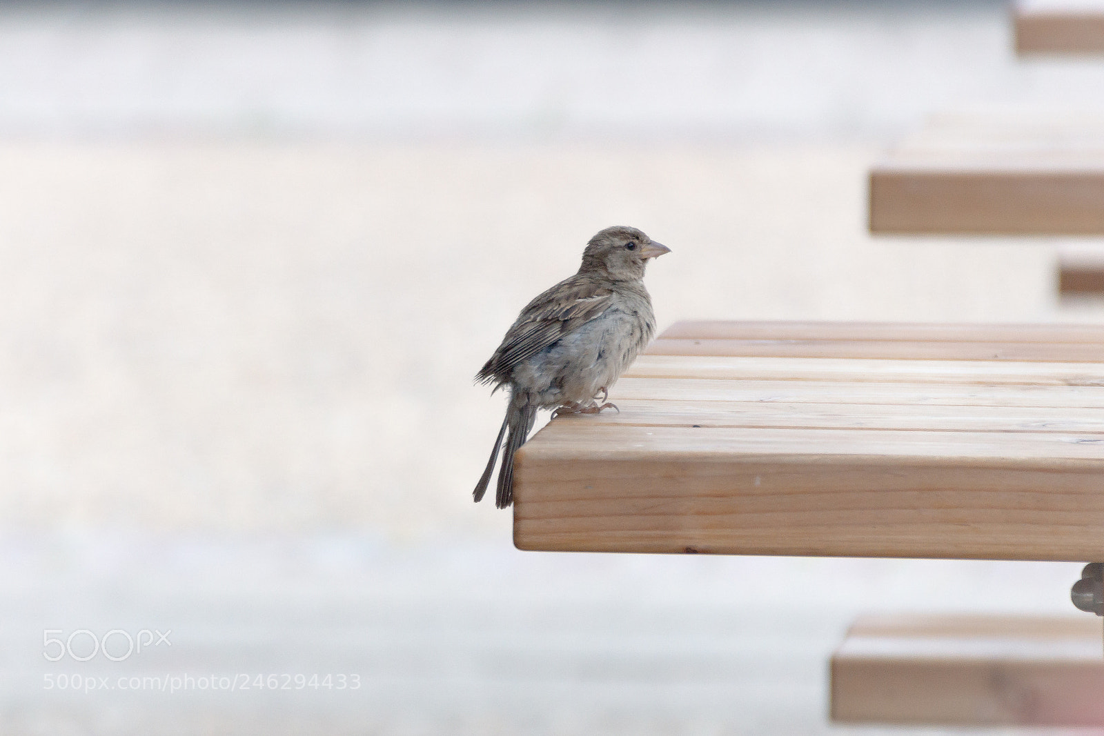 Sony SLT-A65 (SLT-A65V) sample photo. Little sparrow photography