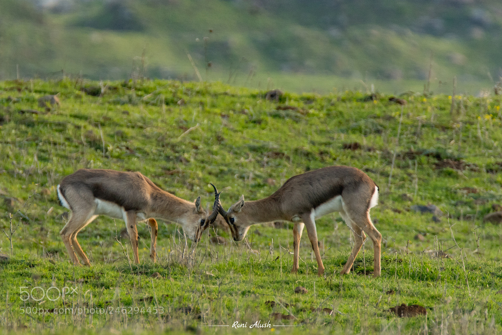 Nikon D500 sample photo. Heads & horns photography