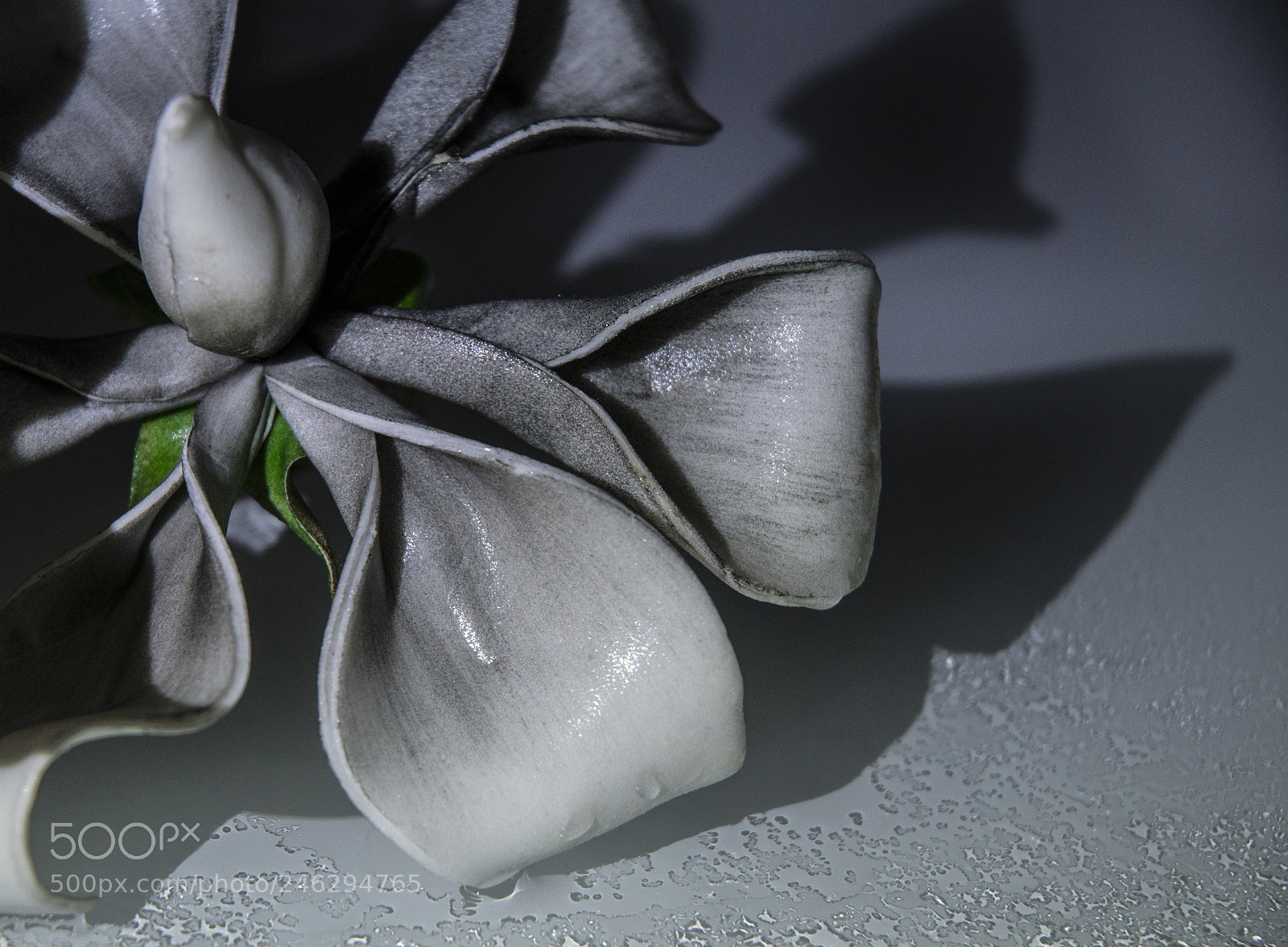 Nikon D500 sample photo. Flower photography