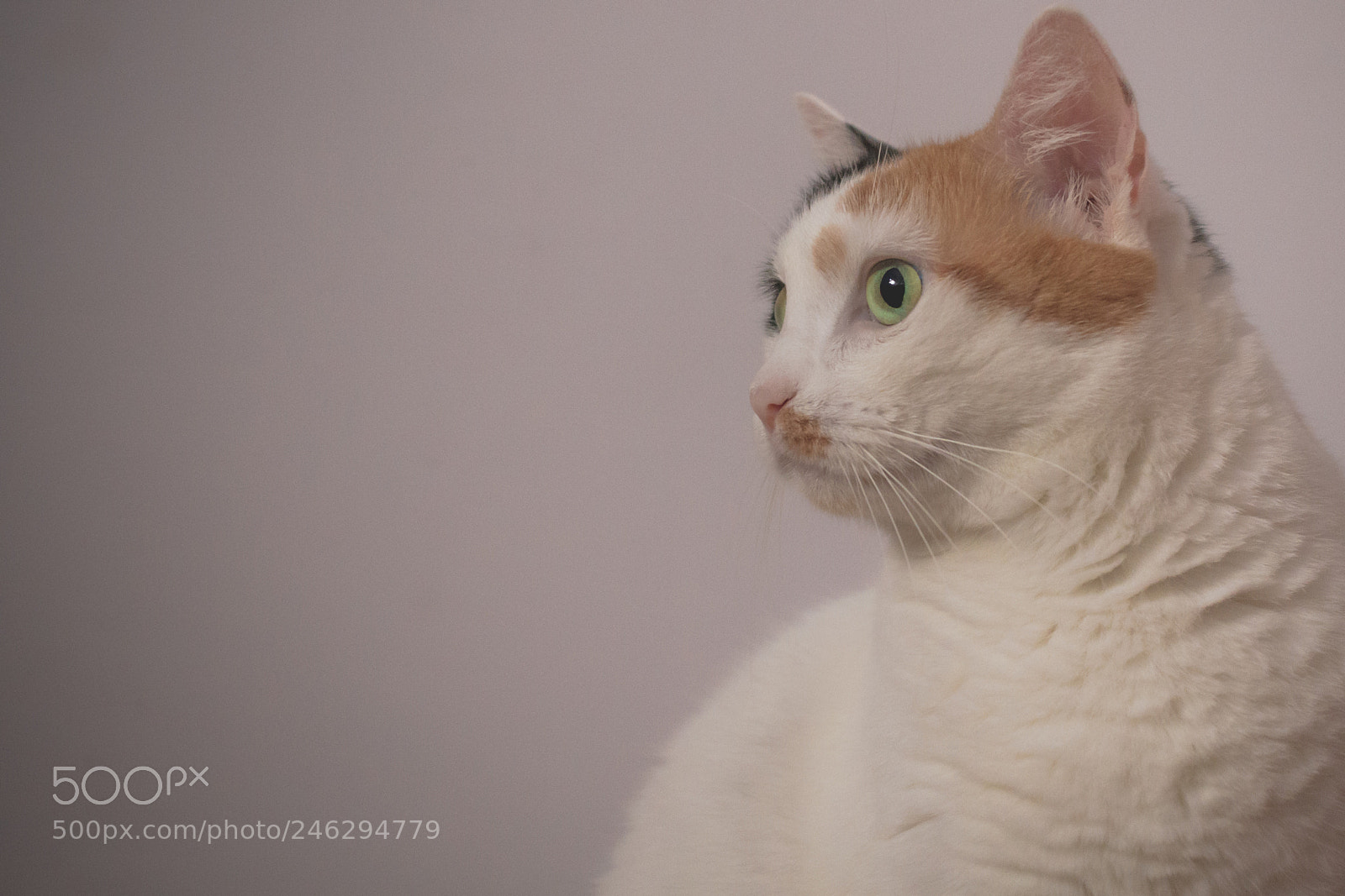 Canon EOS 7D sample photo. Bellinha photography