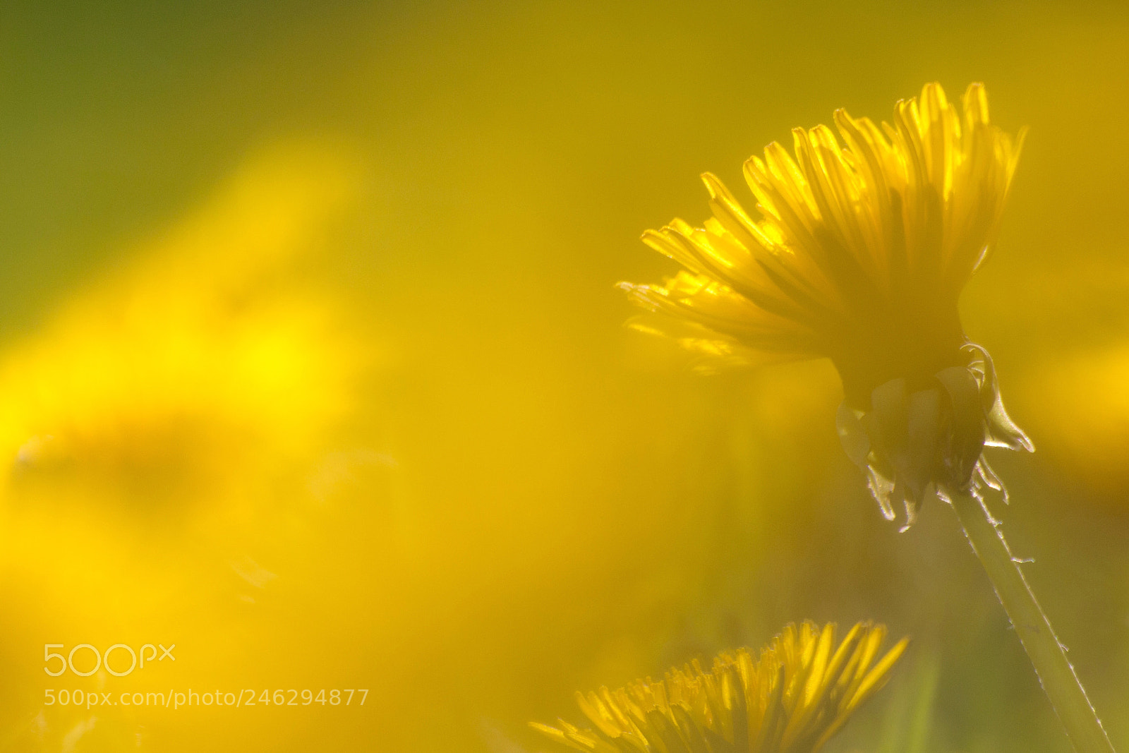Canon EOS 60D sample photo. Seas of flowers photography