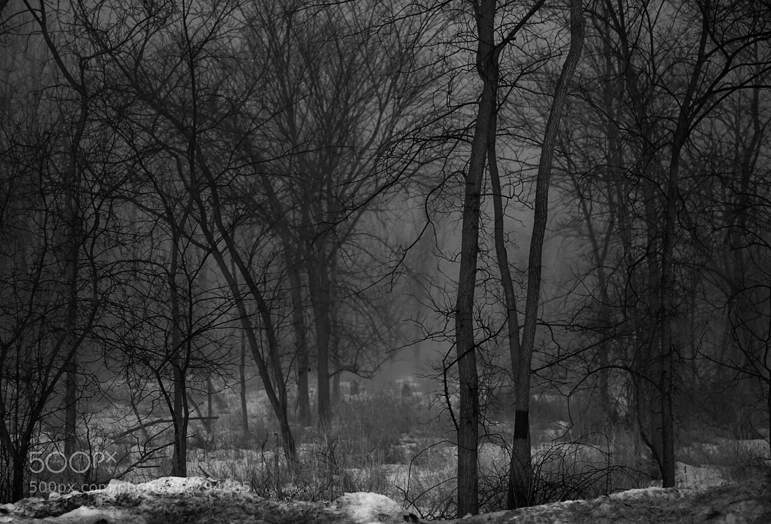 Sony a7 II sample photo. Haunted woods photography