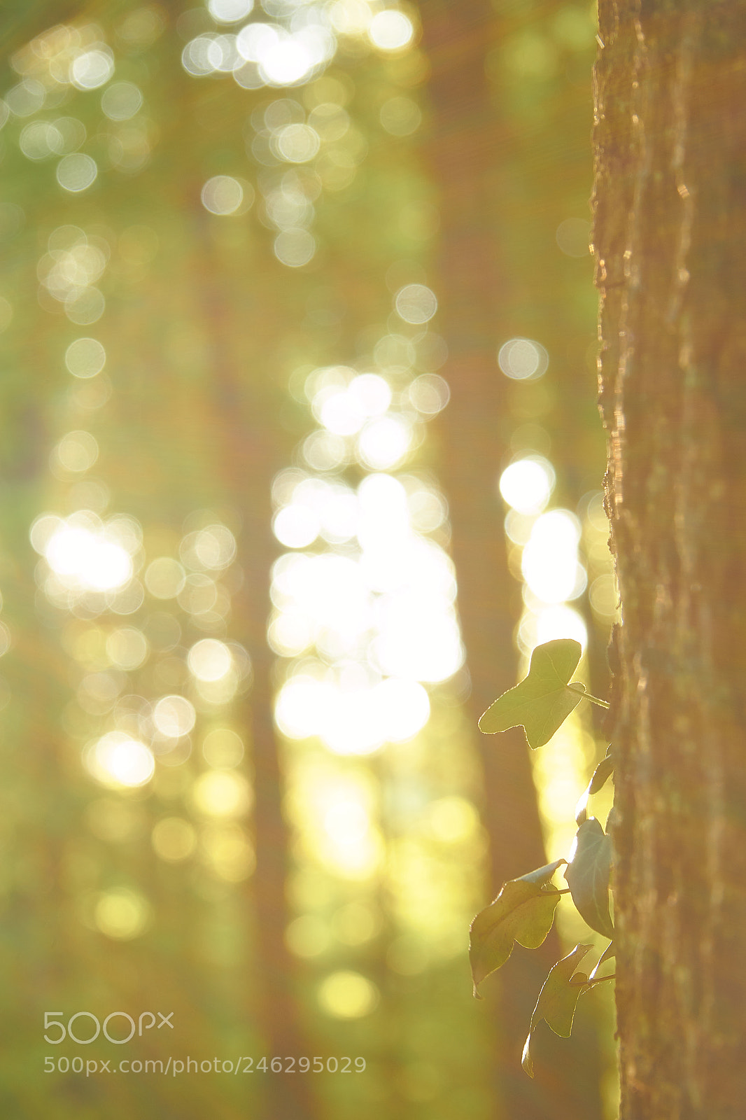 Canon EOS 60D sample photo. Haze photography