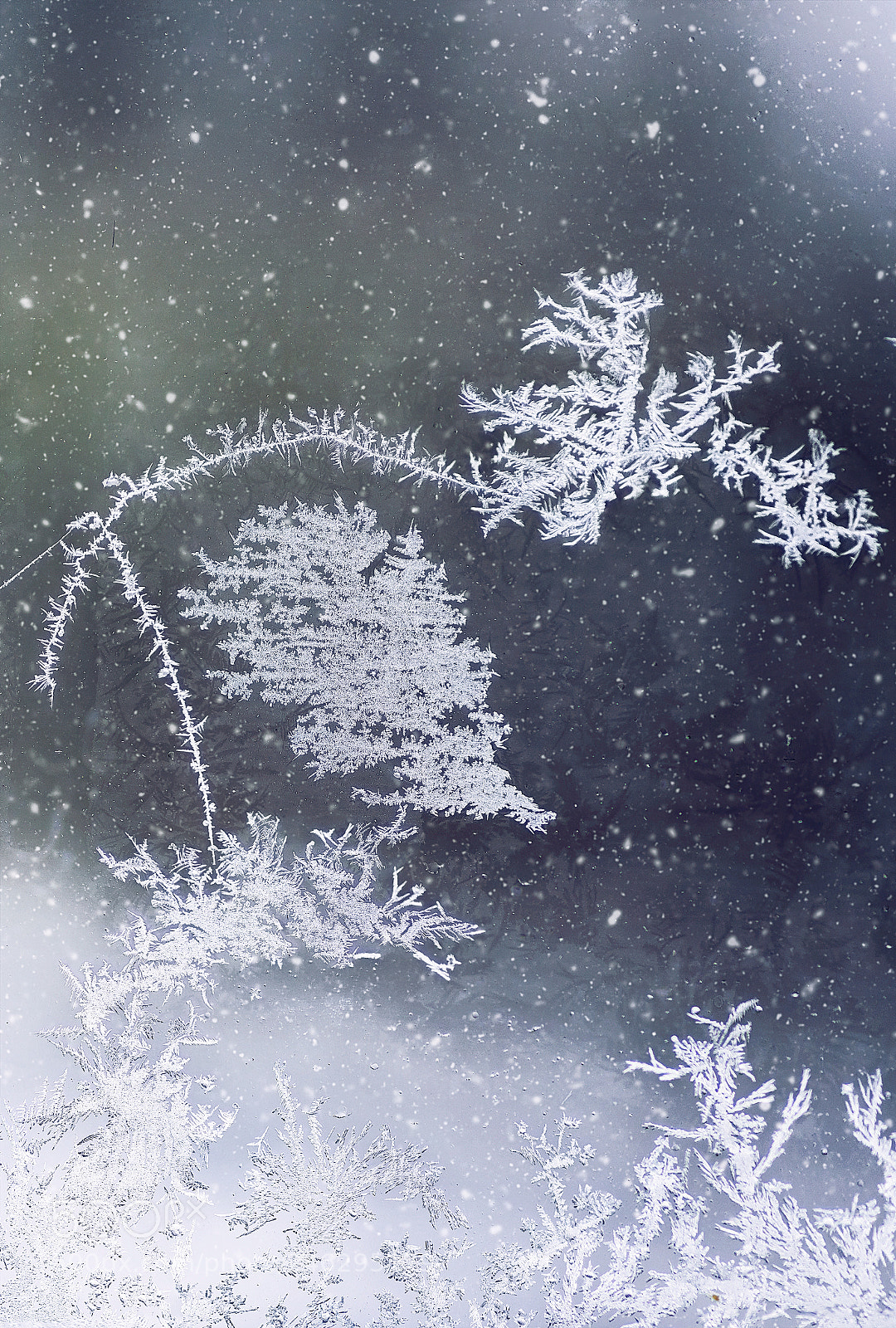 Nikon D810 sample photo. Crystal trees photography