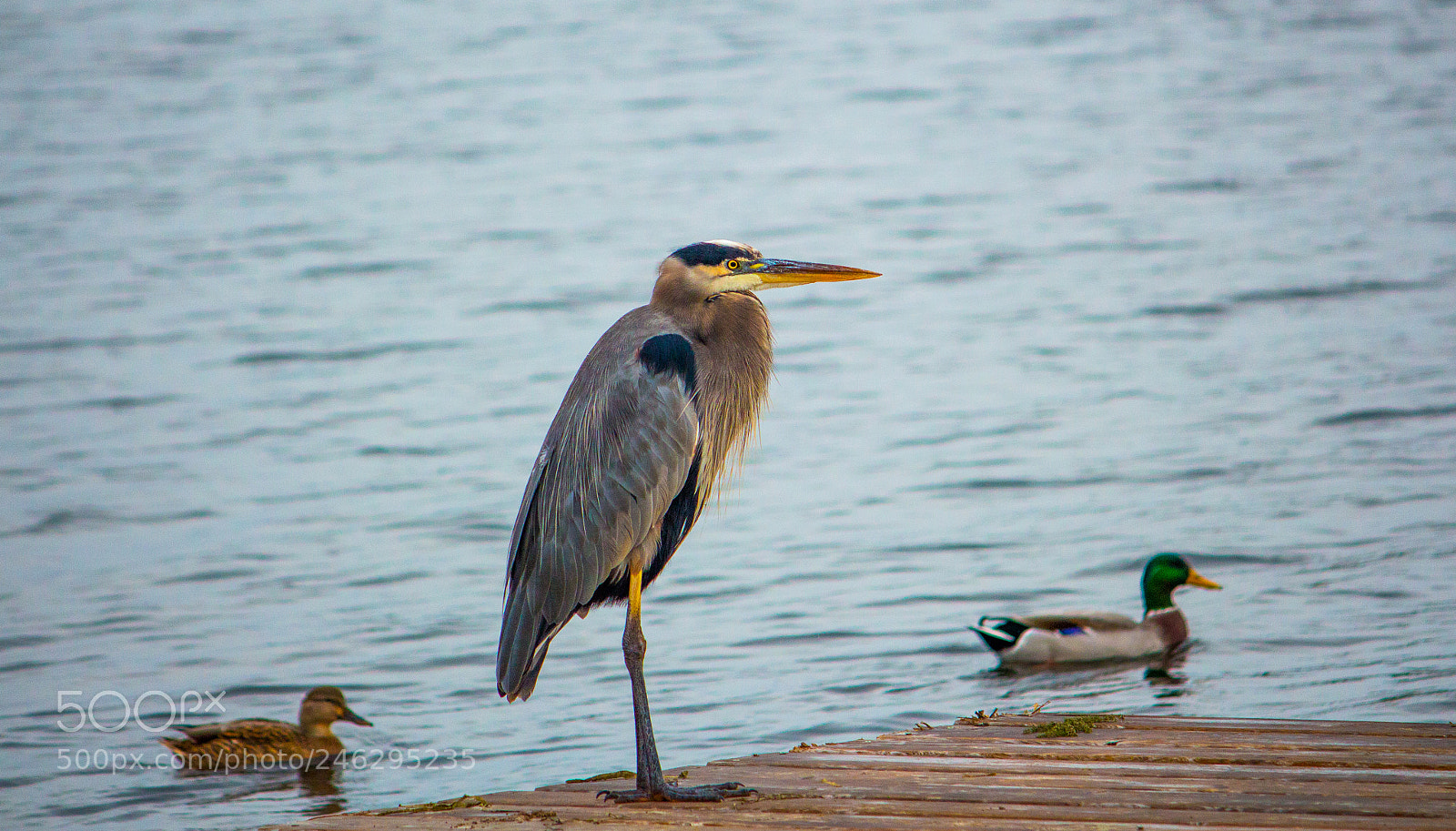 Canon EOS 650D (EOS Rebel T4i / EOS Kiss X6i) sample photo. Three birds photography