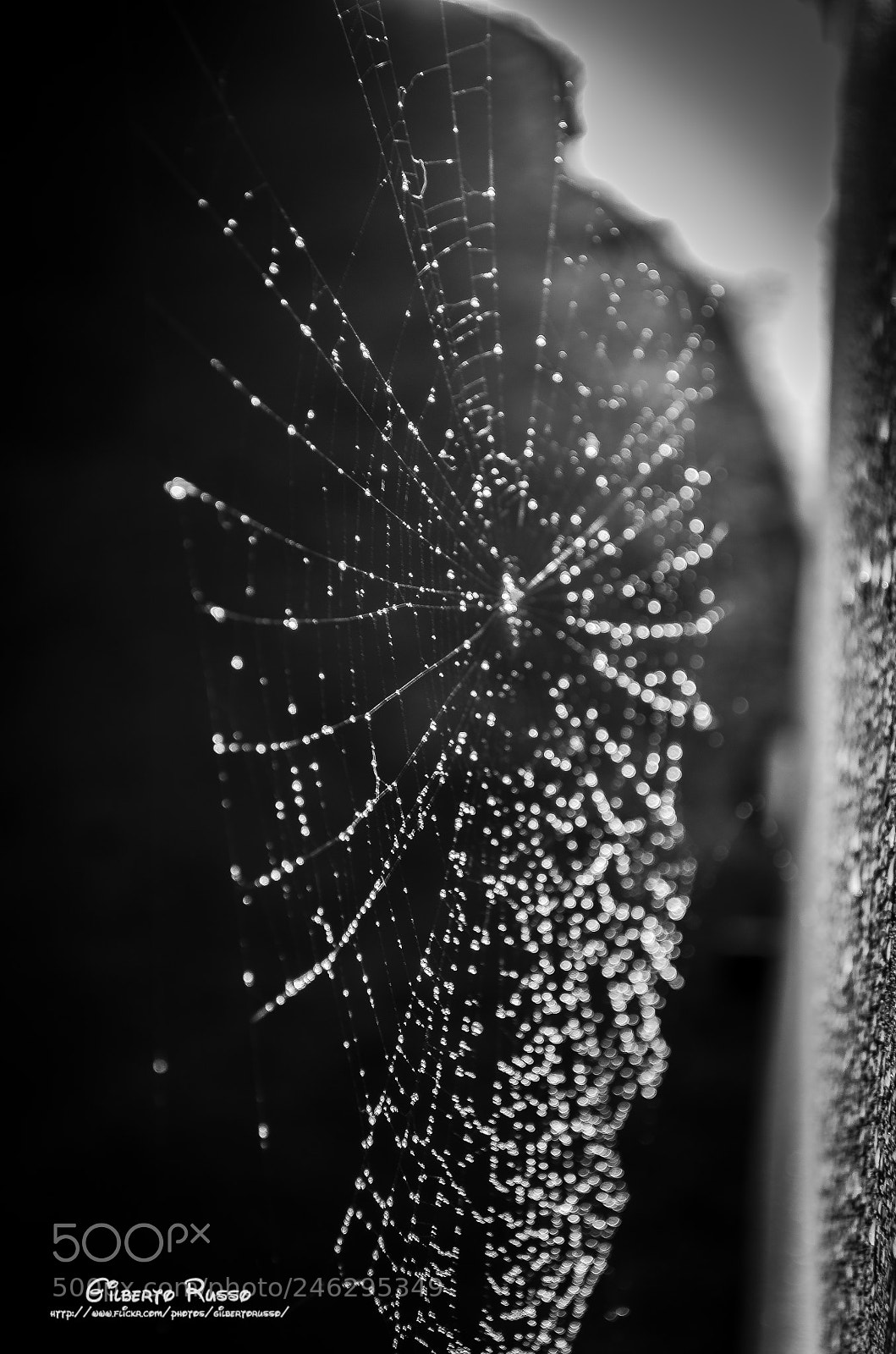 Nikon D5100 sample photo. Spider web - pflugerville photography