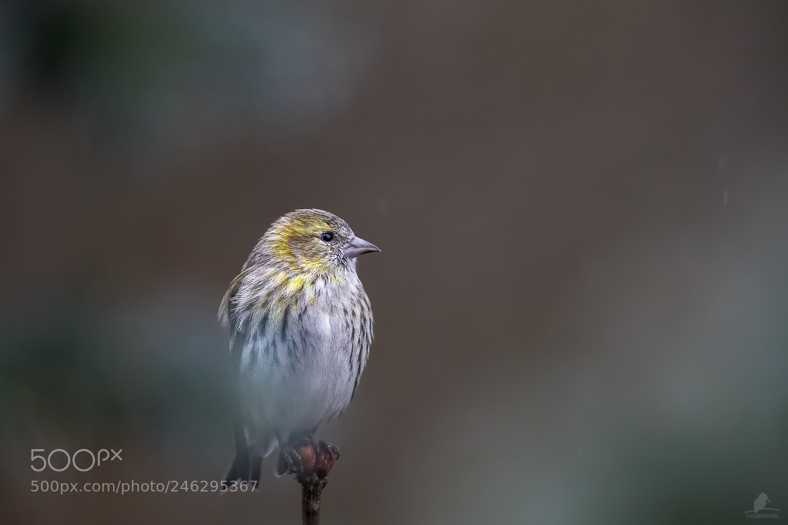 Canon EOS-1D X Mark II sample photo. Hidden beauty - erlenzeisig photography