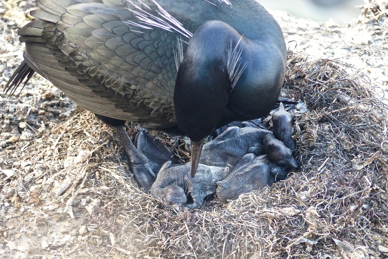 Panasonic Lumix DMC-FZ200 sample photo. Helpless hatchlings photography