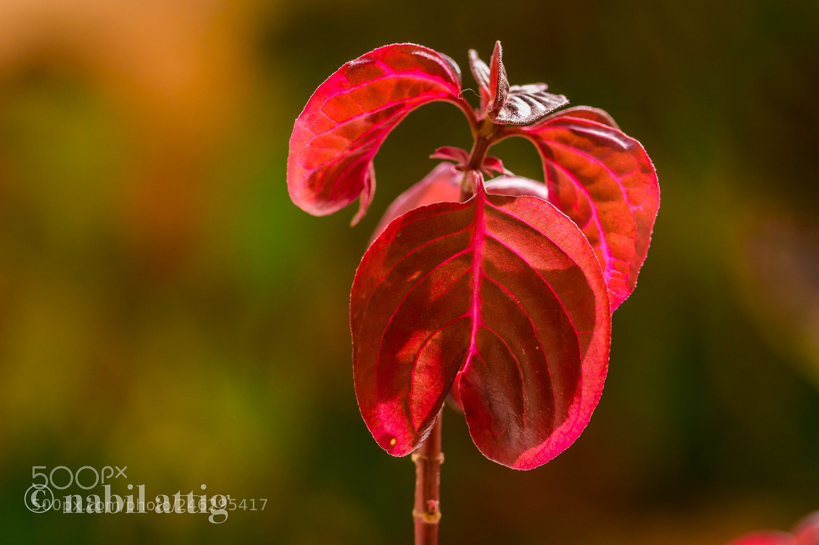 Nikon D7200 sample photo. Untitled photography