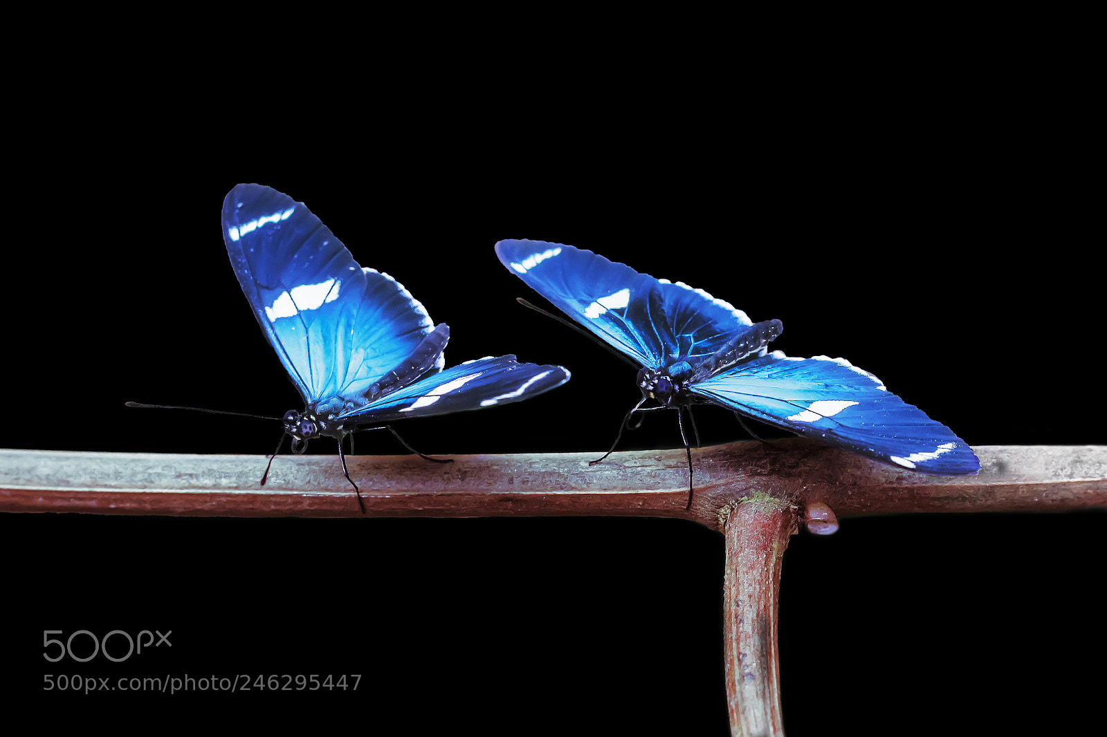 Canon EOS 700D (EOS Rebel T5i / EOS Kiss X7i) sample photo. Mariposas azules photography