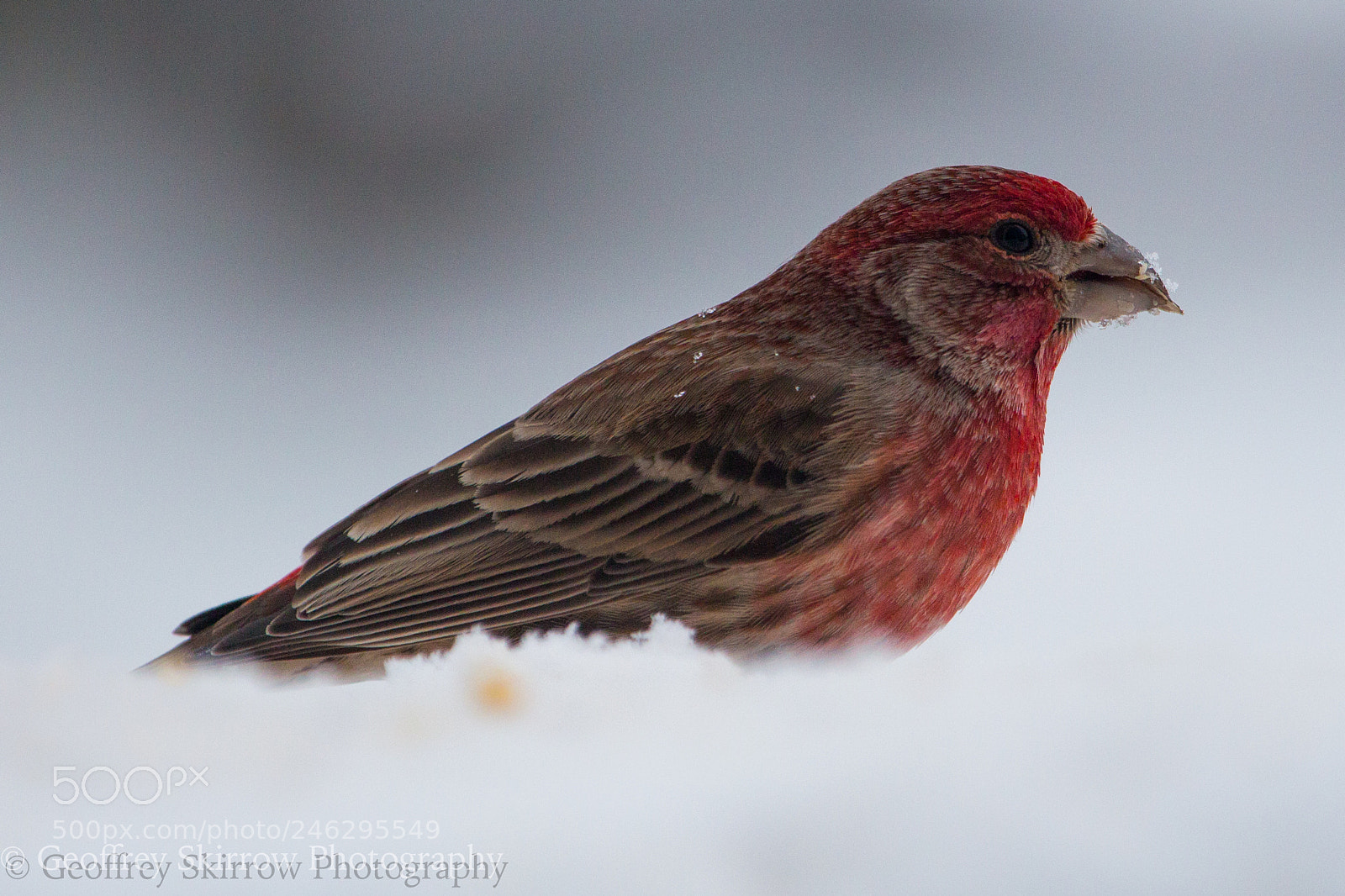 Canon EOS 650D (EOS Rebel T4i / EOS Kiss X6i) sample photo. House finch photography