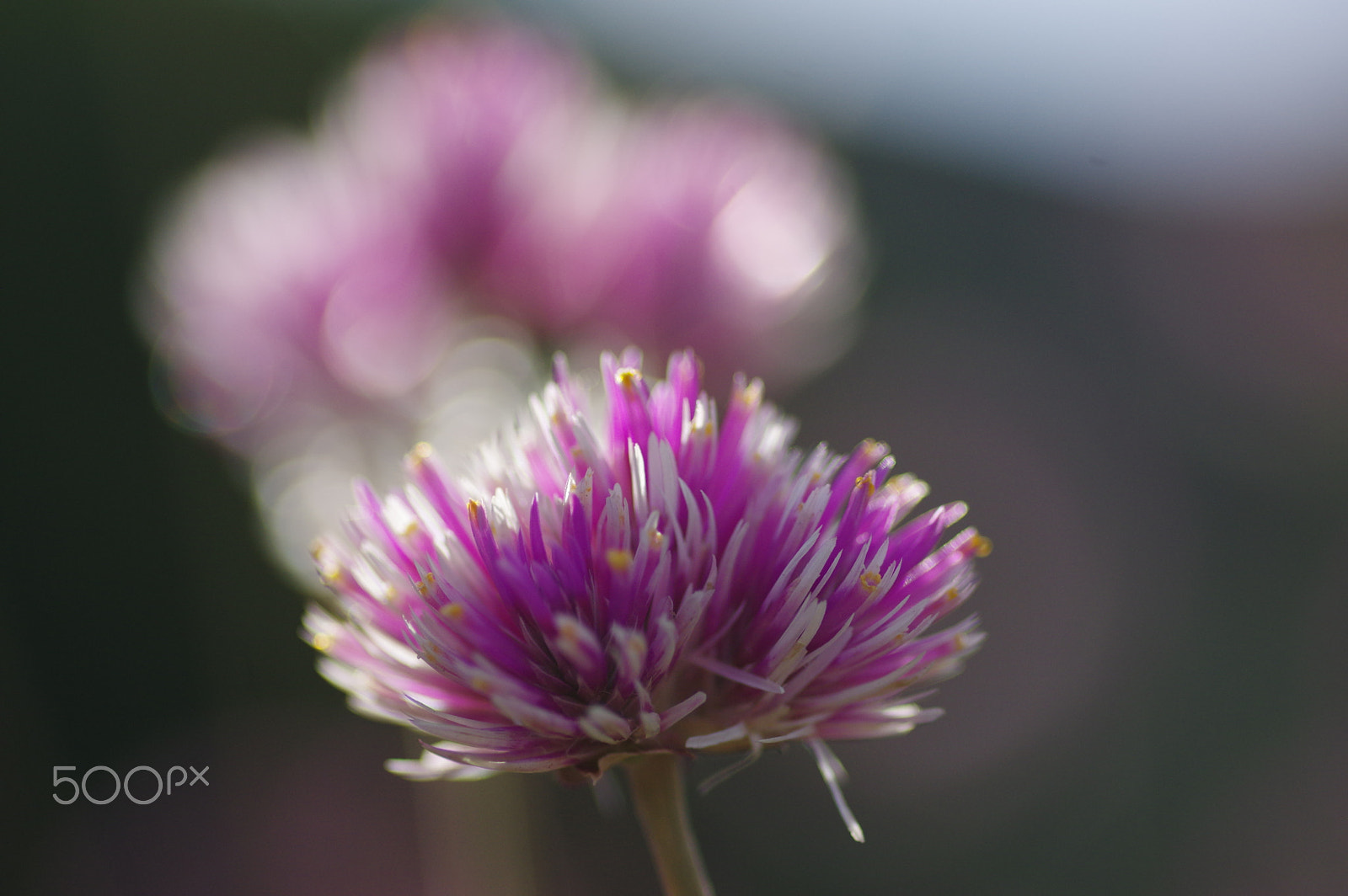 Pentax smc D-FA 100mm F2.8 Macro WR sample photo. Echoes photography
