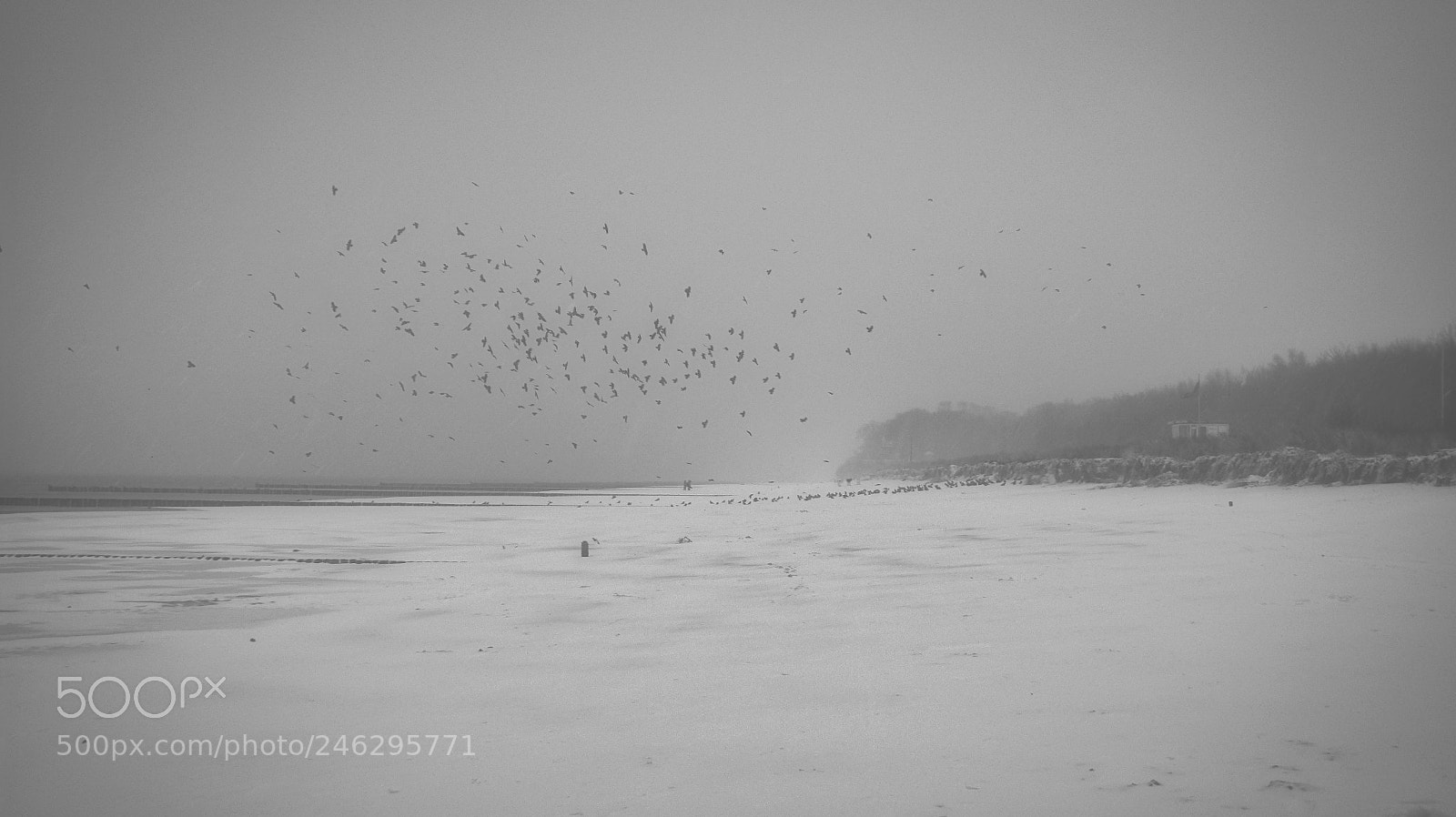 Sony Alpha a5000 (ILCE 5000) sample photo. Birds in winter photography