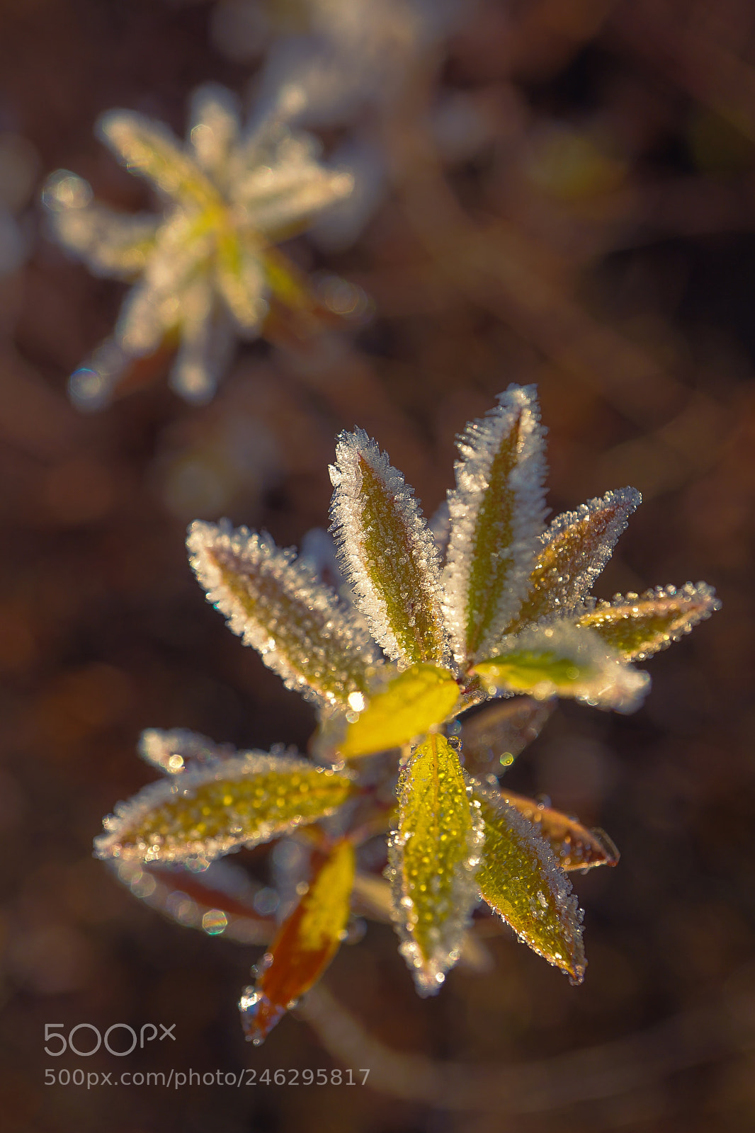 Sony a7 II sample photo. "miserere" photography