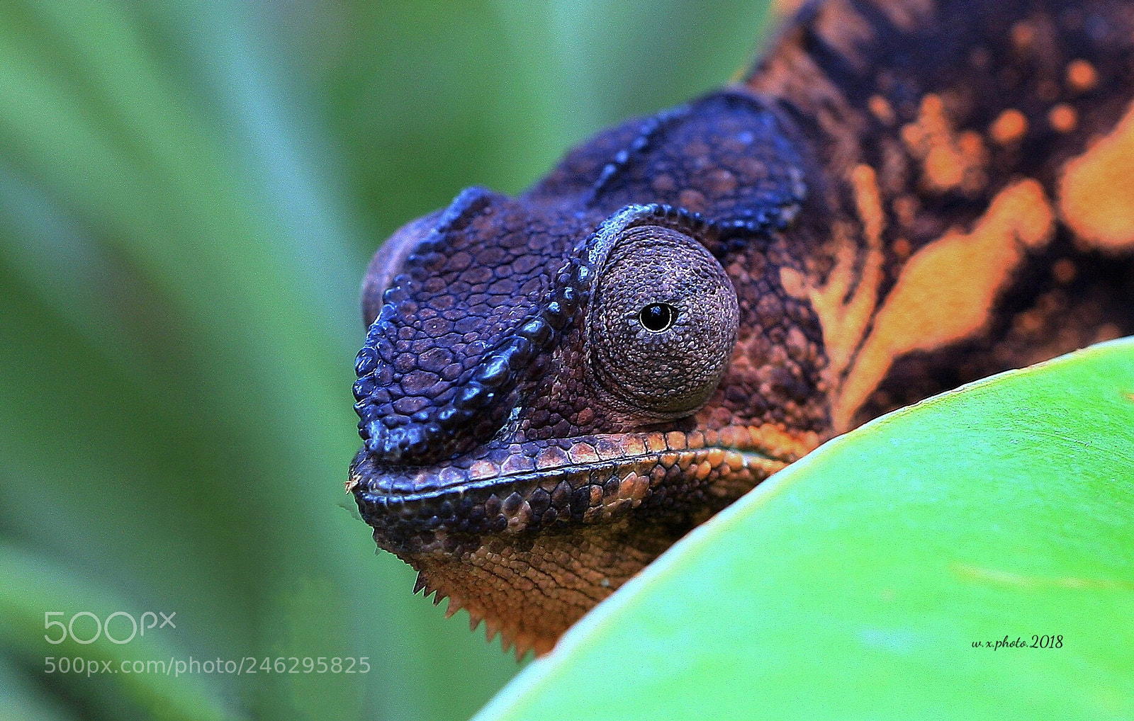 Canon EOS-1Ds Mark III sample photo. Chameleon photography