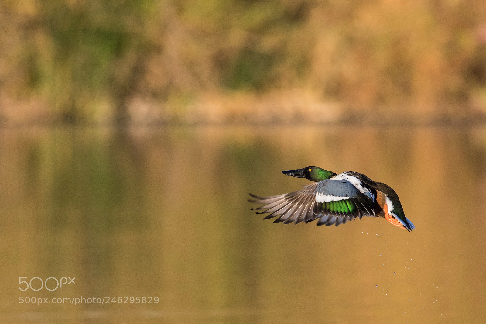 Canon EOS 7D Mark II sample photo. Northern shoveler photography