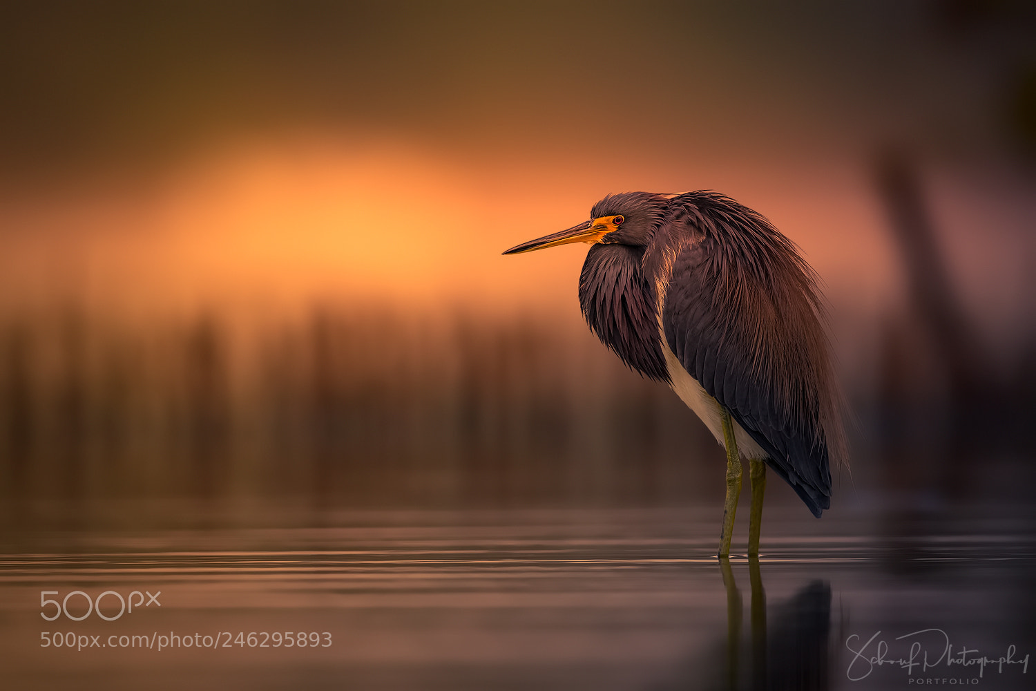 Canon EOS-1D X sample photo. Tricolored heron photography