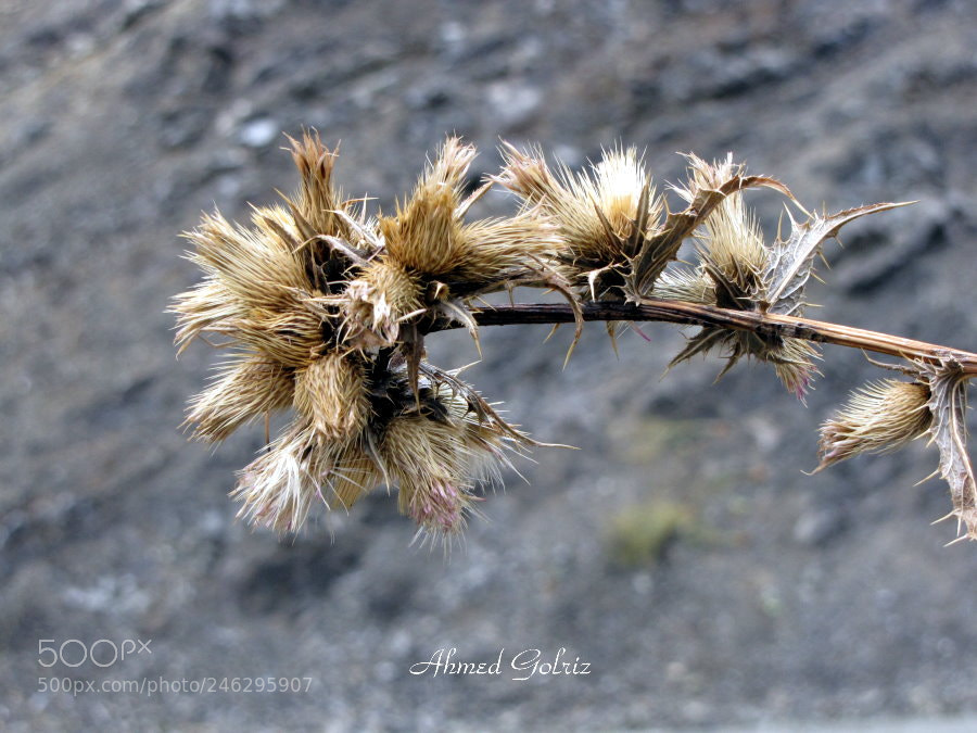 Canon PowerShot SX10 IS sample photo. Khar photography