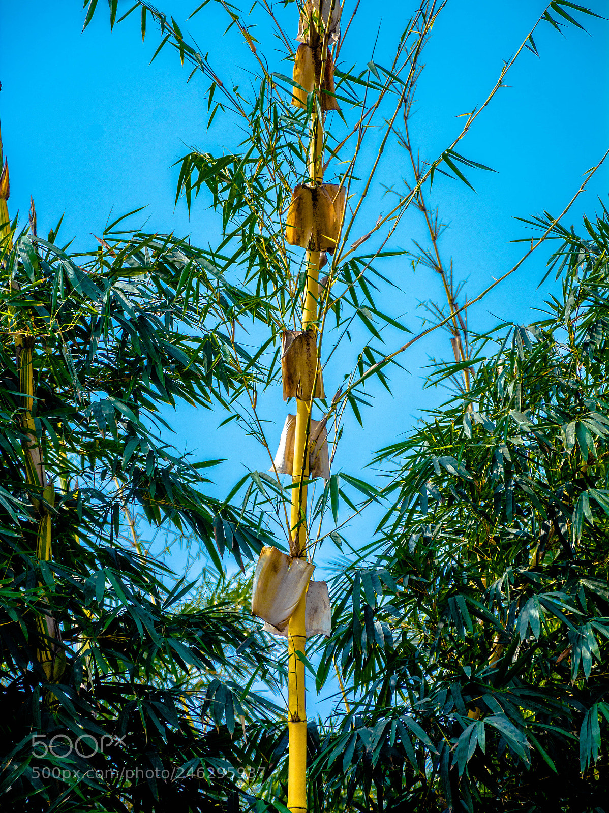 Nikon D7100 sample photo. Nature photography